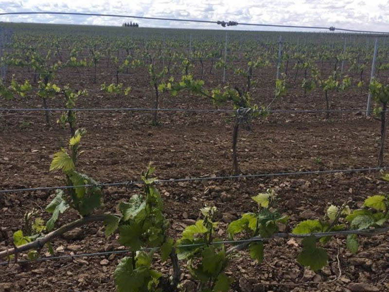 Cooperativas Agro-alimentarias prevé un 27,3% menos en la cosecha de vino y mosto de Castilla - La Mancha - imagen 1