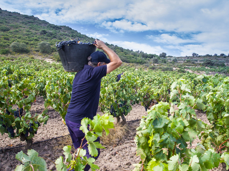 Este año habrá menos cantidad de uva pero de mayor calidad - imagen 1