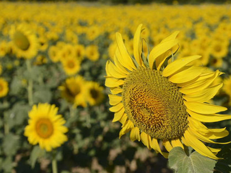 Girasol