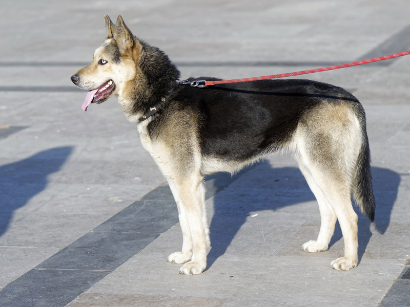 Caminata canina