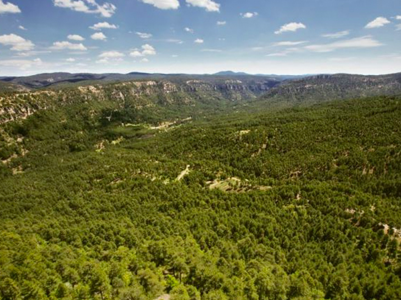 Bosque
