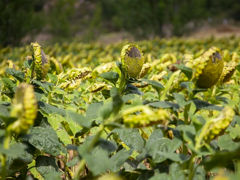 Girasoles