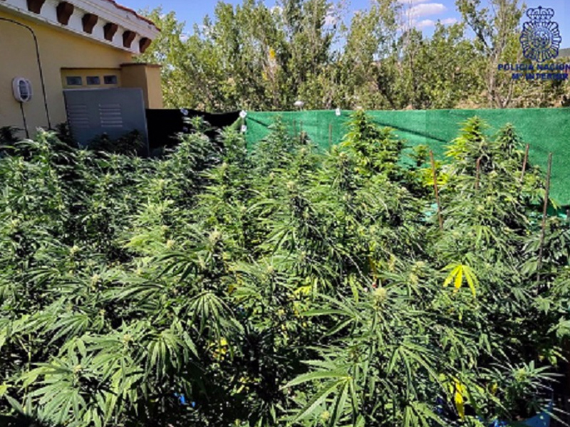 Denuncia marihuana
