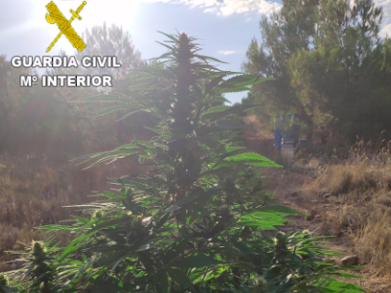 Marihuana la parrilla