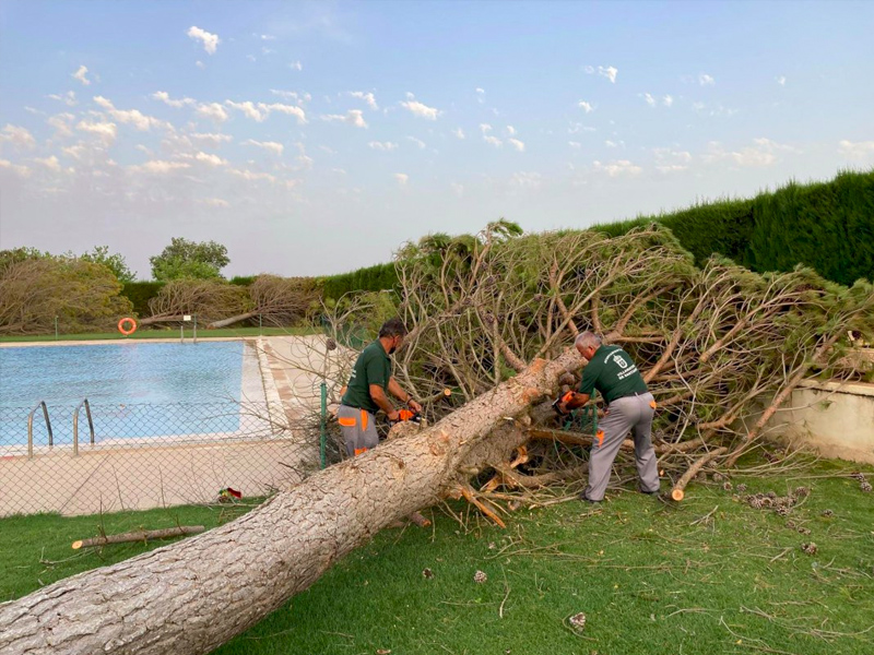 Tormenta arboles
