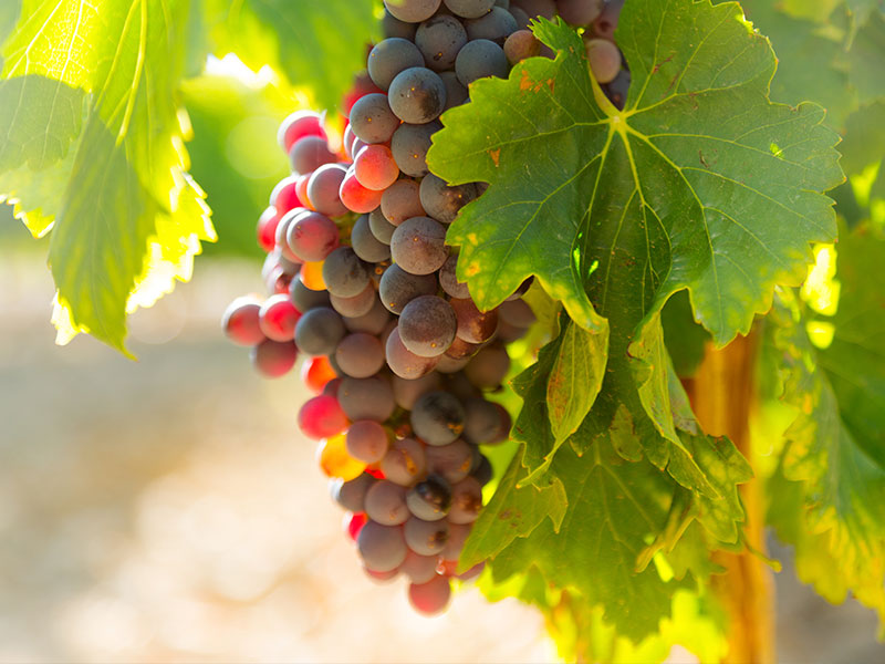 Vin%cc%83edo