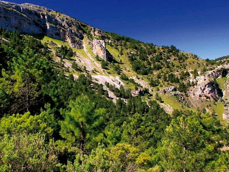 Arbolada cuenca