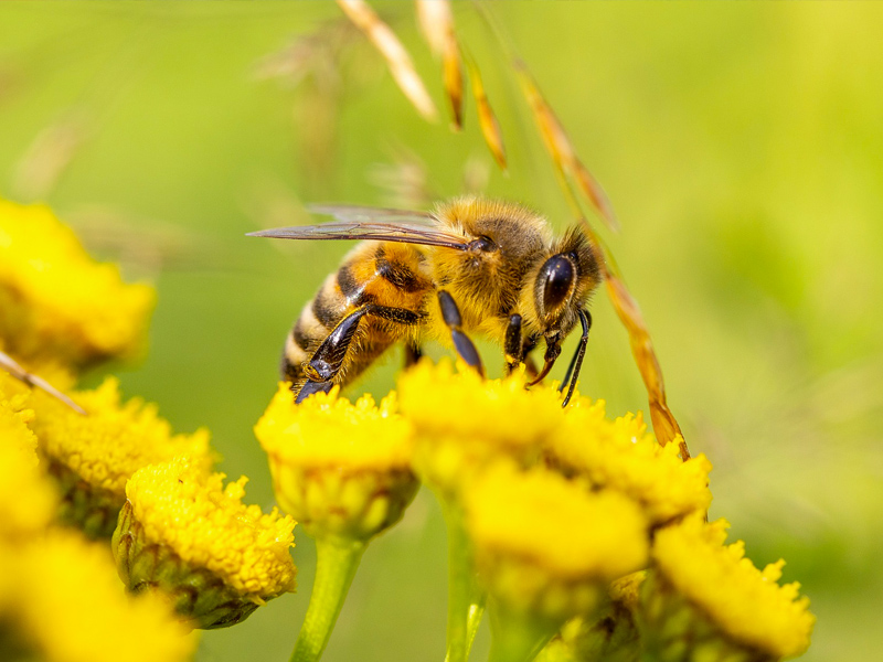 Colmenas abejas