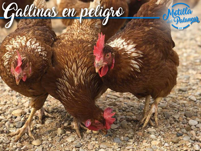 Gallinas en peligro app