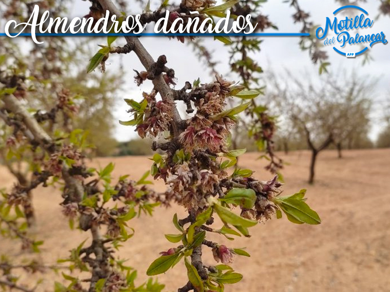 Almendros app