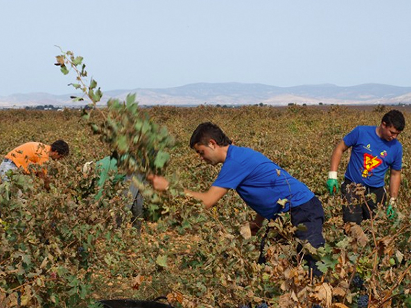 Jovenes agricultura