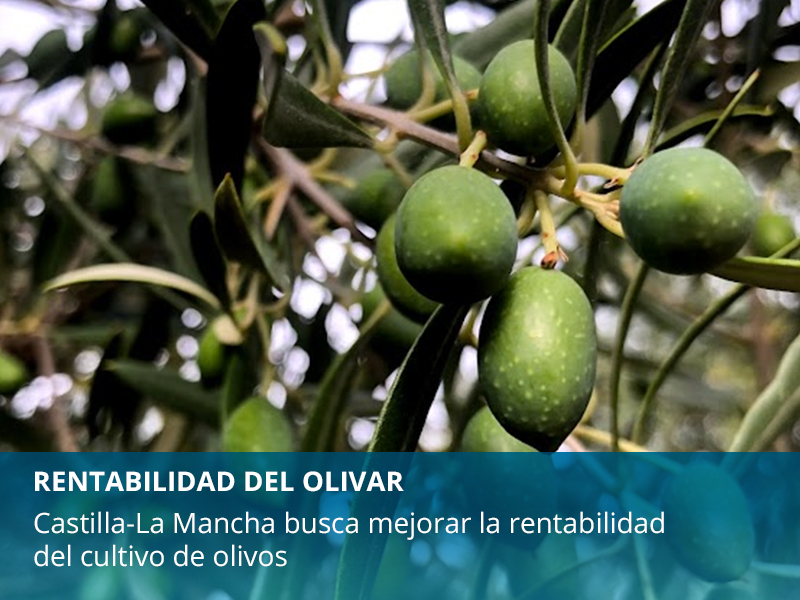 Olivar