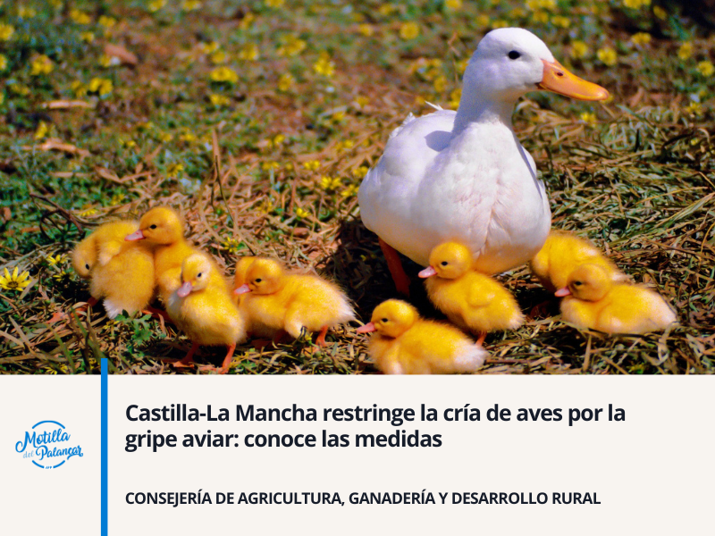 Castilla-La Mancha restringe la cría de aves por la gripe aviar: conoce las medidas - imagen 1
