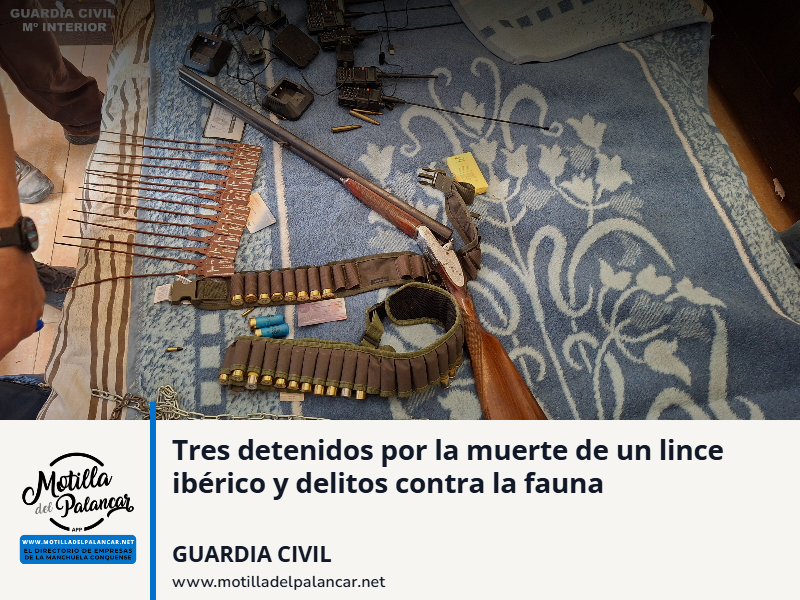 Tres detenidos por la muerte de un lince ibérico y delitos contra la fauna - imagen 1