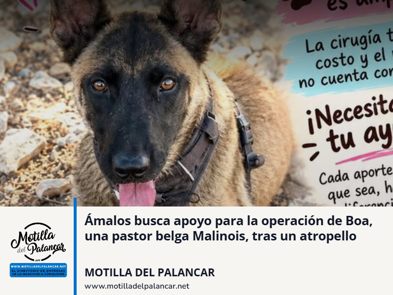 Ámalos busca apoyo para la operación de Boa, una pastor belga Malinois, tras un atropello - imagen 1
