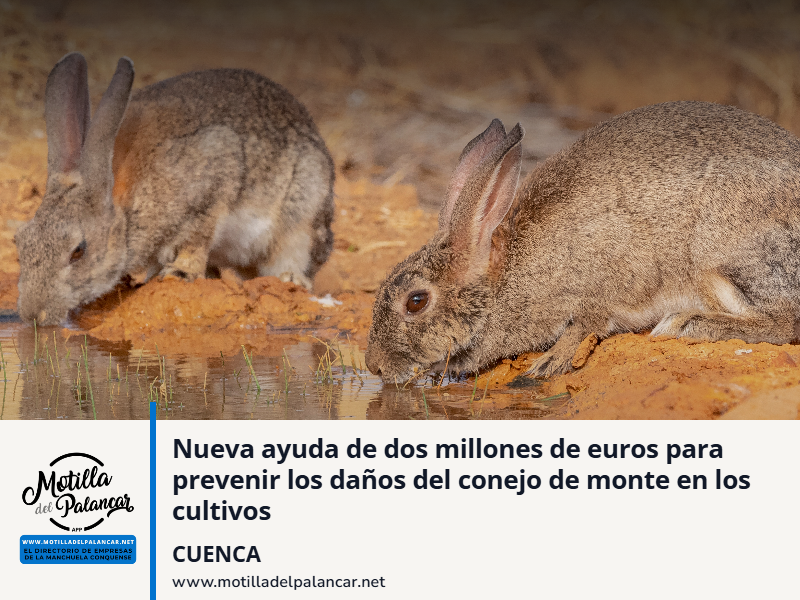 Nueva ayuda de dos millones de euros para prevenir los daños del conejo de monte en los cultivos - imagen 1
