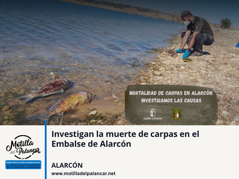 Investigan la muerte de carpas en el Embalse de Alarcón - imagen 1