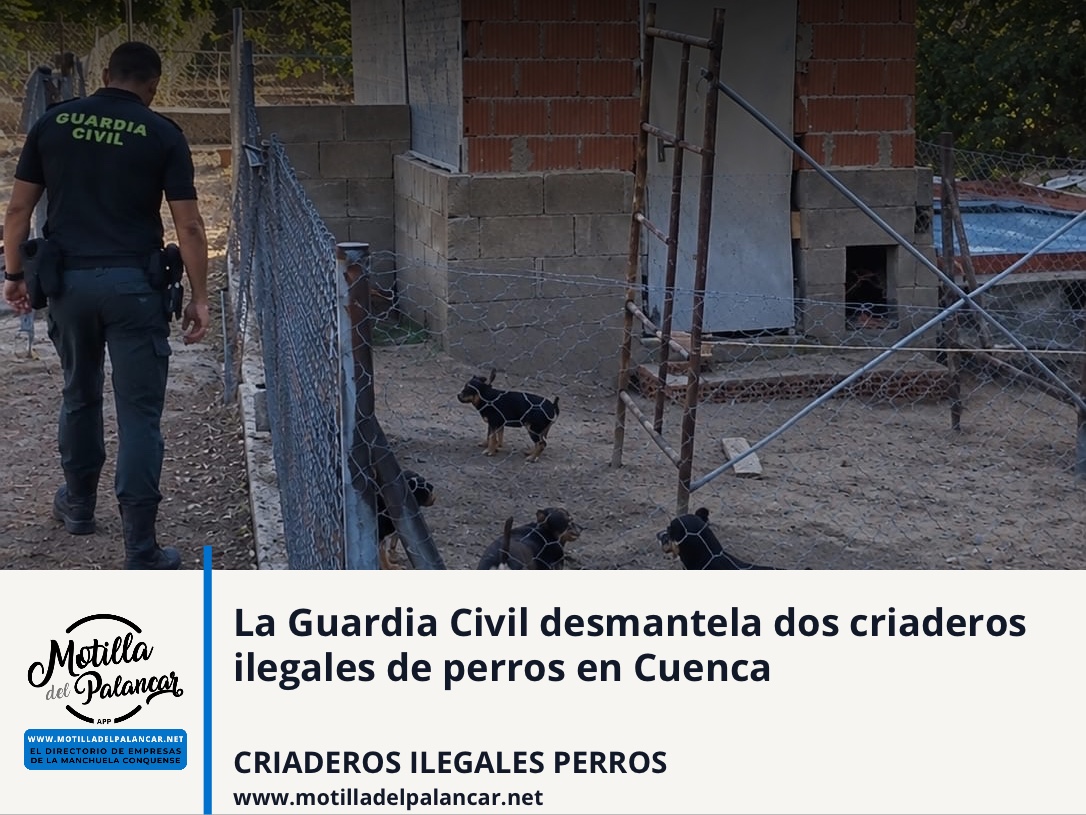 La Guardia Civil desmantela dos criaderos ilegales de perros en Cuenca - imagen 1